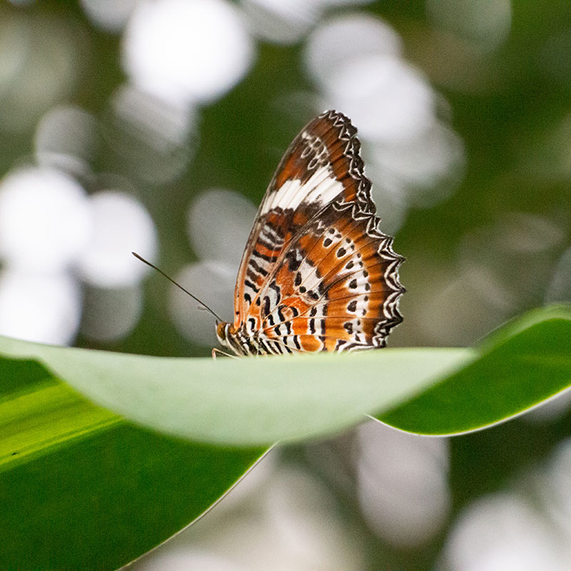 Do Butterflies Sleep Australian Butterfly Sanctuary