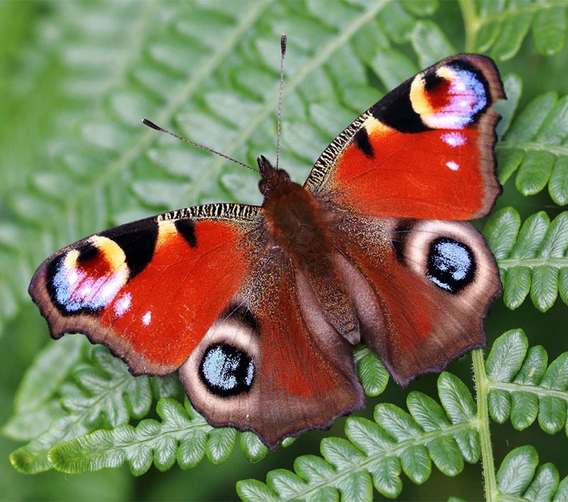 5 Stunning Red Butterflies - Australian Butterfly Sanctuary