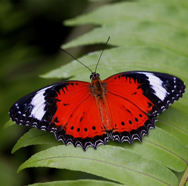 red lacewing butterfly australian butterfly sanctuary