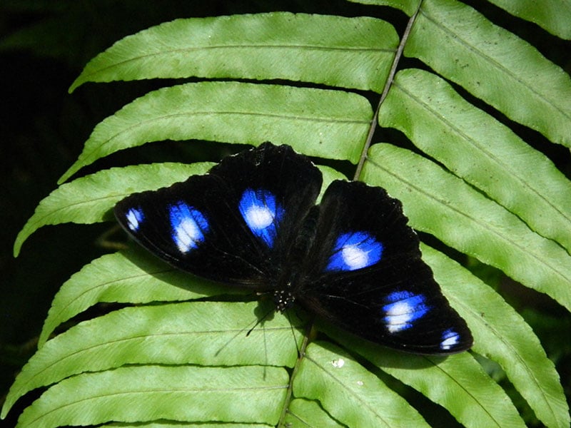common eggfly butterfly australian butterfly sanctuary