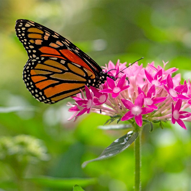 monarch butterfly australian butterfly sanctuary