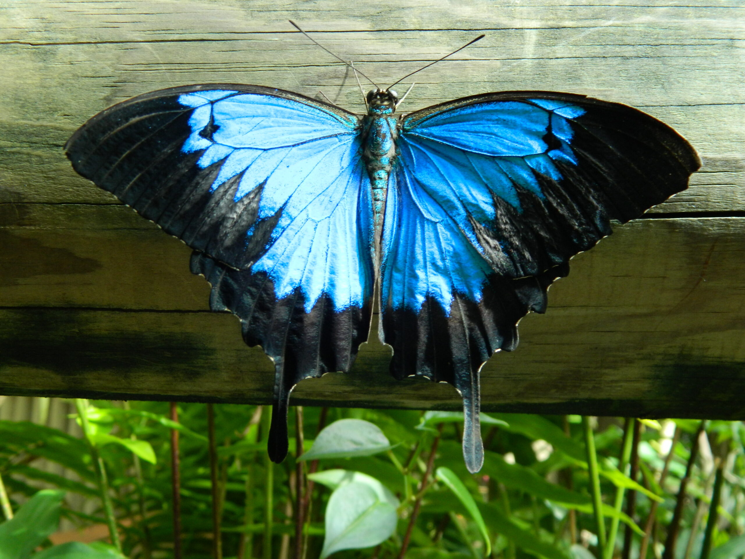 The Ulysses Butterfly is back in the aviary - Australian Butterfly ...