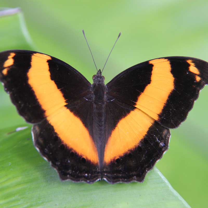 Australian Lurcher butterfly