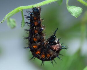 Australian Lurcher caterpillar