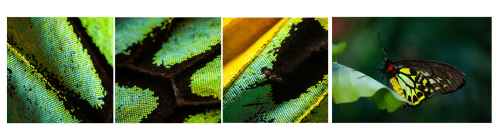Close- up images of butterfly wing scales