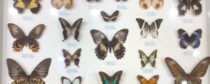 Australian Butterfly Sanctuary Museum