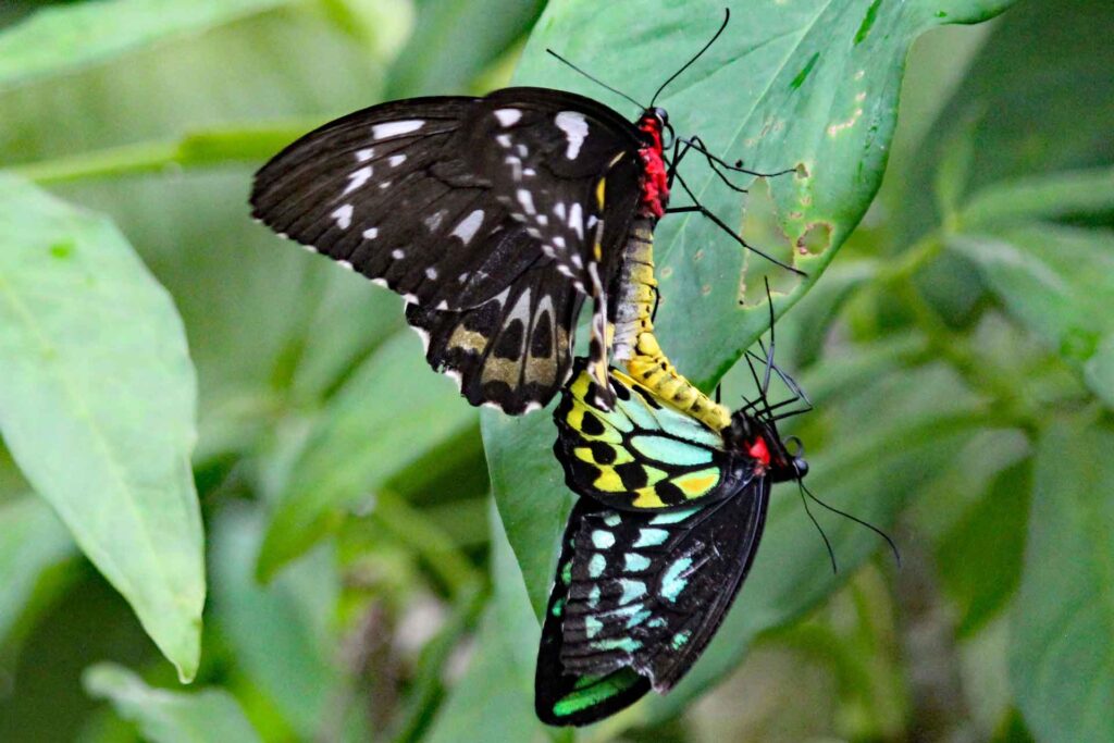 A mating pair of Cairns Birdwings (female, top & male, bottom). 