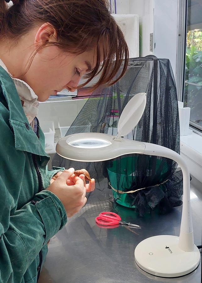 Cairns Birdwing pupae are assessed in the Australian Butterfly Sanctuary laboratory up to 3 times per week. These butterflies breed, female’s deposit eggs & caterpillars are fed in our laboratory until pupation.  