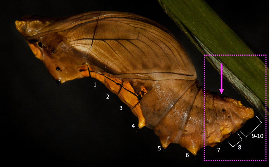 Tthe location for determining sex in female & male Cairns Birdwing pupa.