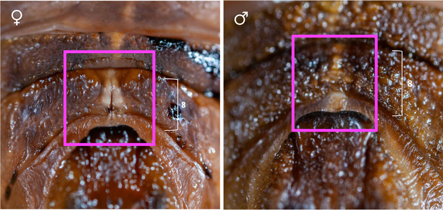 Tthe location for determining sex in female & male Cairns Birdwing pupa.