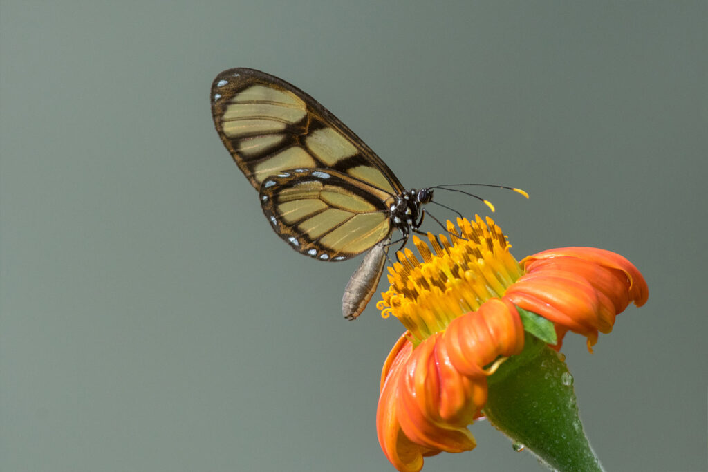 Butterfly Image