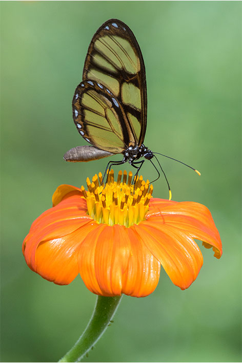 Butterfly Image