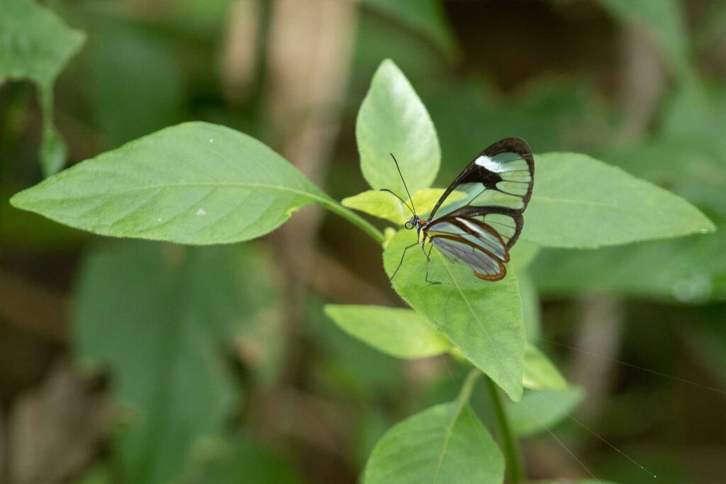 Butterfly Image