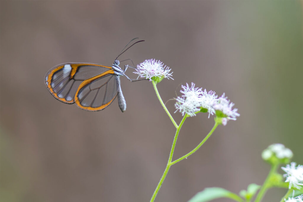 Butterfly Image